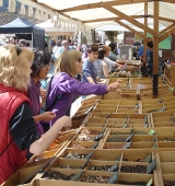 La Festa i Fira de les Trementinaires aplega centenars de persones interessades en les plantes remeieres