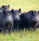 Tres nous casos de triquinosi en carn de porc senglar procedent de l’Alt Urgell