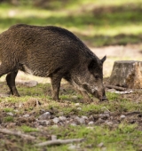 Detectats dos casos de triquinosi en carn de caça procedent de l’Alt Urgell