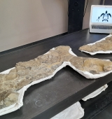 Les restes fòssils de la tortuga marina més gran d’Europa quedaran exposades a Coll de Nargó